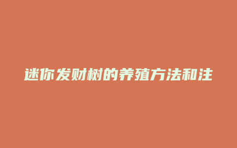 迷你发财树的养殖方法和注意事项