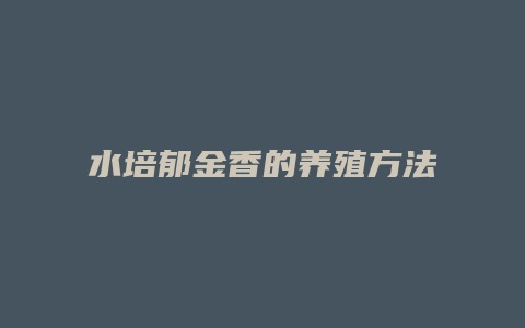 水培郁金香的养殖方法