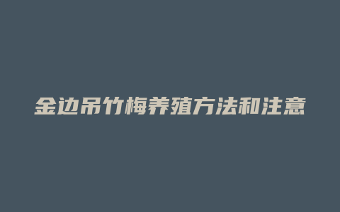 金边吊竹梅养殖方法和注意事项