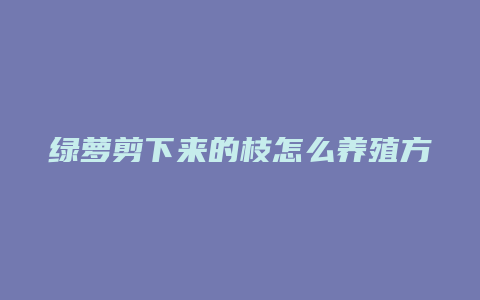 绿萝剪下来的枝怎么养殖方法