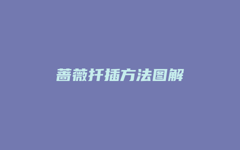 蔷薇扦插方法图解