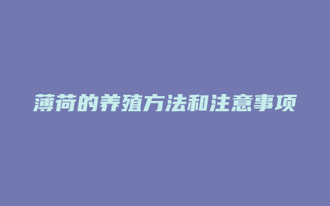 薄荷的养殖方法和注意事项