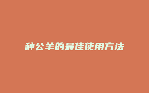 种公羊的最佳使用方法