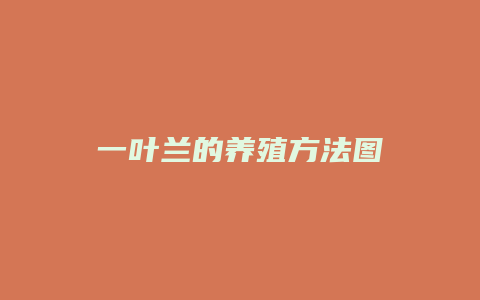 一叶兰的养殖方法图