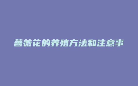 蔷薇花的养殖方法和注意事项