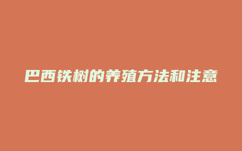 巴西铁树的养殖方法和注意事项