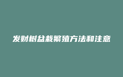 发财树盆栽繁殖方法和注意事项