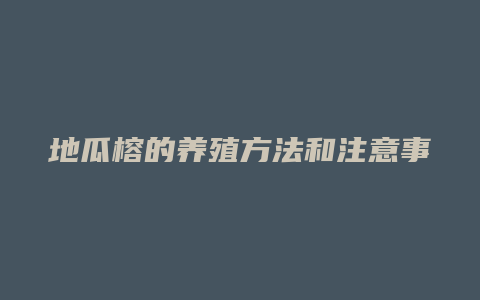 地瓜榕的养殖方法和注意事项