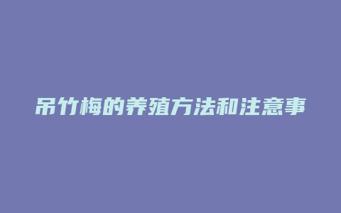 吊竹梅的养殖方法和注意事项