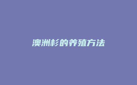 澳洲杉的养殖方法