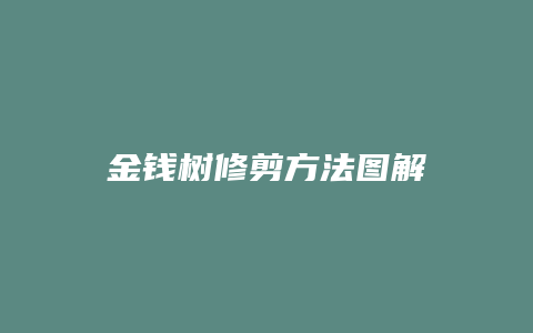 金钱树修剪方法图解