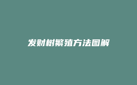 发财树繁殖方法图解