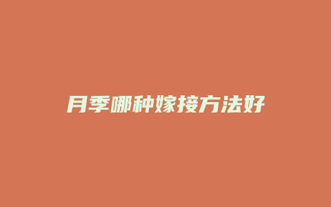 月季哪种嫁接方法好