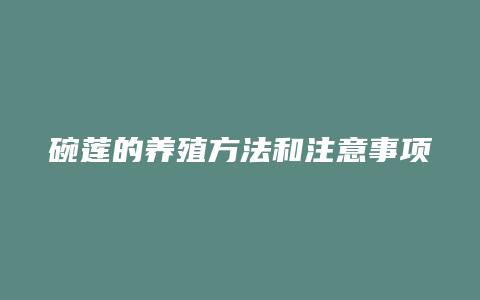 碗莲的养殖方法和注意事项