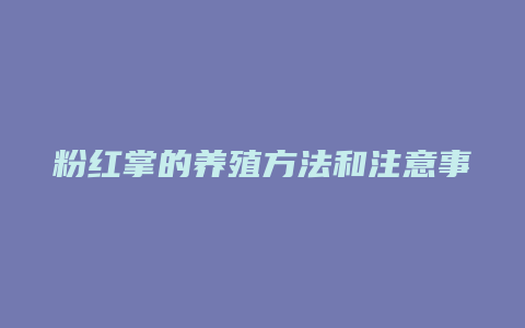 粉红掌的养殖方法和注意事项