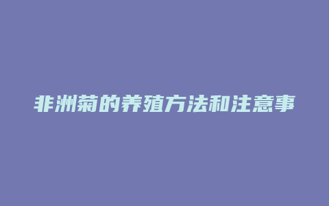 非洲菊的养殖方法和注意事项