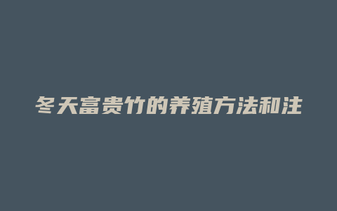 冬天富贵竹的养殖方法和注意事项