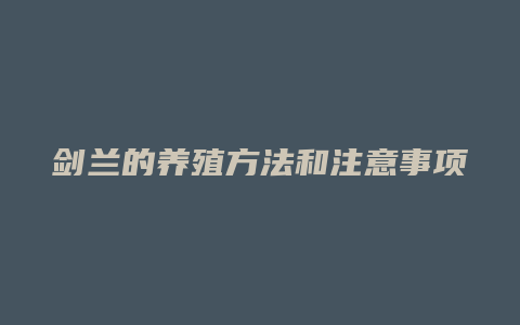 剑兰的养殖方法和注意事项