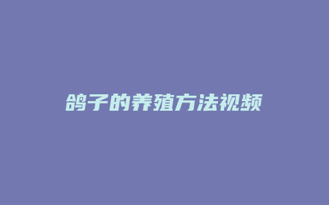 鸽子的养殖方法视频