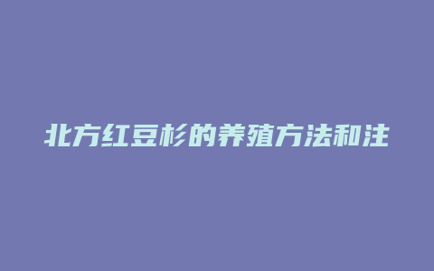 北方红豆杉的养殖方法和注意事项