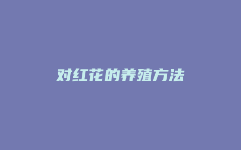 对红花的养殖方法