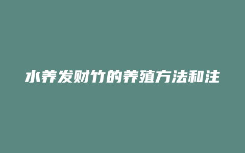 水养发财竹的养殖方法和注意事项