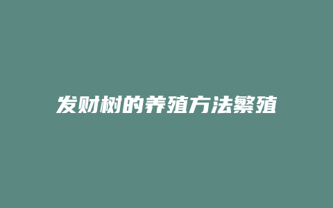 发财树的养殖方法繁殖