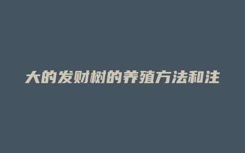 大的发财树的养殖方法和注意事项