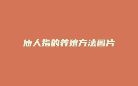 仙人指的养殖方法图片