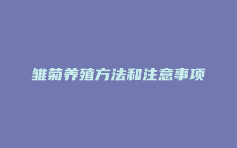 雏菊养殖方法和注意事项