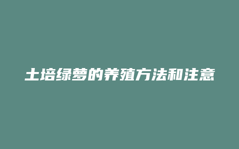 土培绿萝的养殖方法和注意事项