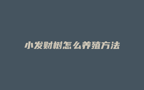 小发财树怎么养殖方法