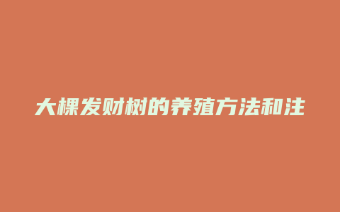 大棵发财树的养殖方法和注意事项