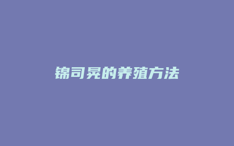 锦司晃的养殖方法