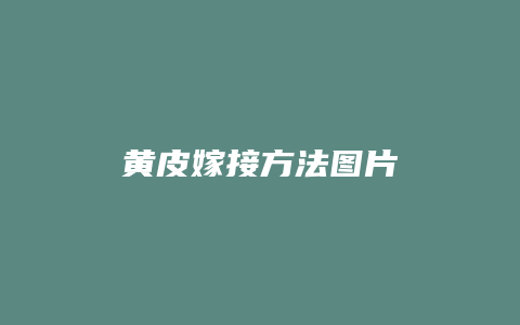 黄皮嫁接方法图片