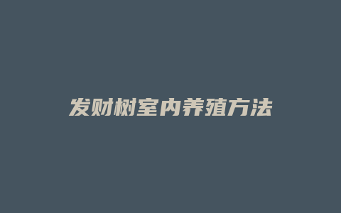 发财树室内养殖方法