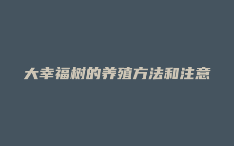 大幸福树的养殖方法和注意事项