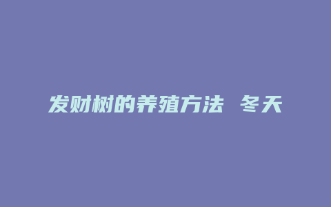 发财树的养殖方法 冬天