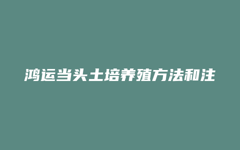 鸿运当头土培养殖方法和注意事项