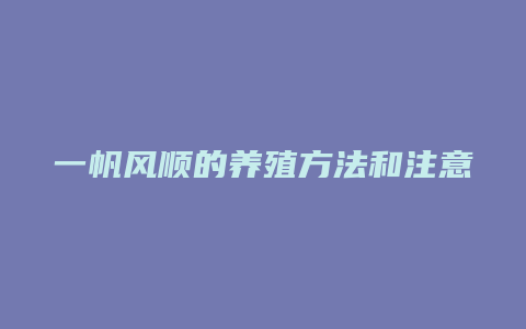 一帆风顺的养殖方法和注意事项有