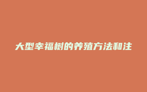 大型幸福树的养殖方法和注意事项