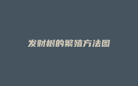 发财树的繁殖方法图