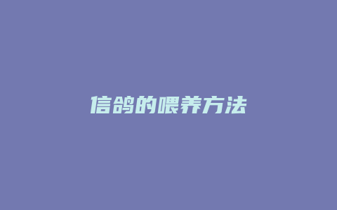 信鸽的喂养方法