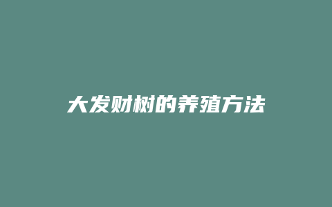 大发财树的养殖方法