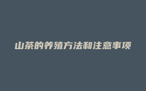 山茶的养殖方法和注意事项