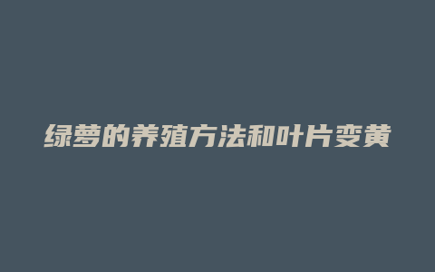 绿萝的养殖方法和叶片变黄的注意事项