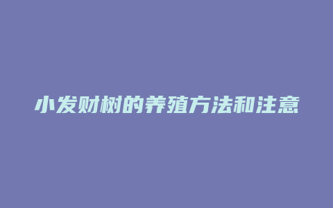 小发财树的养殖方法和注意事项