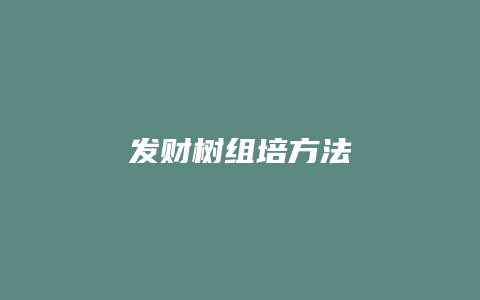 发财树组培方法