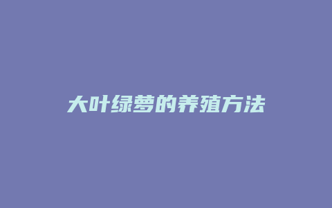 大叶绿萝的养殖方法