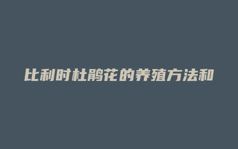 比利时杜鹃花的养殖方法和注意事项